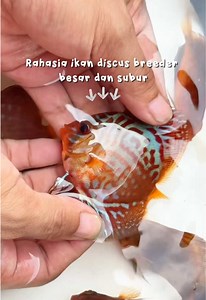 Aku pernah tanya ke teman-teman breeder lain. Kenapa discus mereka bisa besar-besar. Awalnya aku kira karena jenis atau pakan yang mereka pakai mahal. Ternyata jawabannya simpel, tapi jarang dijelasin. Mereka main di suhu, feeding, dan water change. Suhu lebih hangat bikin ikan makan lebih banyak, karena metabolisme mereka meningkat dan tumbuh lebih cepat. Kadang sharing informasi dan cari tau lebih banyak memang dibutuhin biar ikan discus kita bisa sehat dan cepat tumbuh. Kamu butuh tips apa la