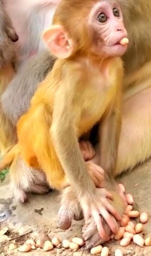 Mom Monkey Waiting For Food Support To Increas Milk #monkeylove #wildlife #fypシ #babymonkey #animal #minimonkey #monkeys #Monkeys #Reelsvideo #reelvideo | Cute Monkey