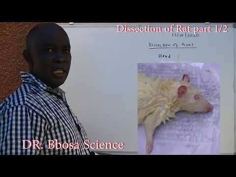 Dissection of rat Part 1of 2