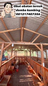 56K views · 570 reactions | Obat obatan untuk ternak kambing domba bersama Sahabat Sapi #ternak #domba #kambing #ternakdomba #ternakkambing | Arju Ashari Risandika | Facebook