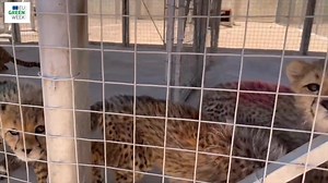 Cheetahs are a top predator in the wild and play a key role in maintaining a healthy ecosystem. However trafficking them as pets threatens the population. Check this video to understand how the EU is working with partners to stop their illegal trade. #EUGreenWeek2023 | European Union in Somalia