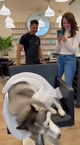 “Patience level: husky haircut 🐶✂️” #HairstylistLife #DogFunny #ViralContent #DramaHusky #HuskyReactions #FunnyDogsVideo | WoofVerse