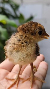 3.8K views · 44 reactions | Cute golden pheasant chicks, hopefully they will grow into beautiful birds soon. #pheasant #bird #goldenpheasant #faisant #fyp | Progo Farm | Facebook