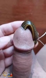 Big leech slipping inside penis