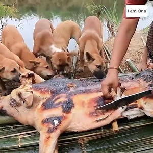 293K views · 1.1K reactions | Survival in the rainforest - woman cook pig for dog | Survival Technology TV | Facebook