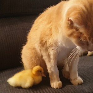 62K views · 143 reactions | Baby animals are the cutest! | Animalistic | Facebook