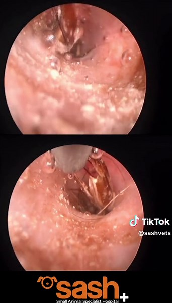 Removing Grass Seeds from Dog's Ear: Veterinary Dermatology