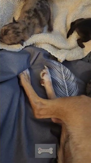 New Born pomchi puppies-Mana's Mini World