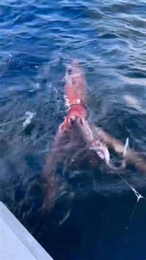 😈 #monsterfishkeepers | MonsterFishKeepers.com