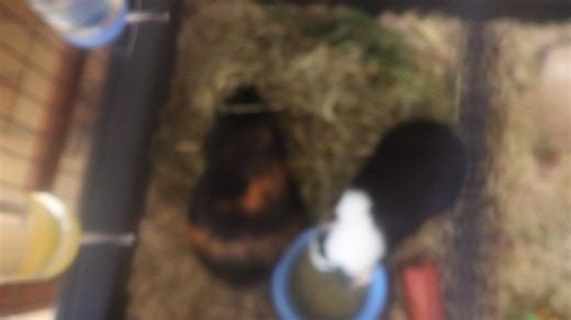 Two very sweet female Guinea pigs one year old. Nice dispositions very friendly. Must be adapted together. For adoption at the TLC Animal Shelter Homer Glen Illinois.. They come with a cage. | Tender Loving Care Animal Shelter