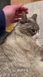 1.2K views · 39 reactions | Nalah update  Our senior kitty princess...