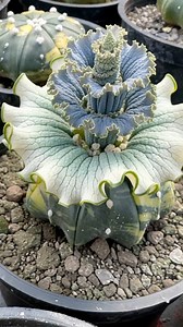 Astrophytum asterias AI Art｜ #cactus #flowers #potted #plant #garden｜SprezeLand | 張春風