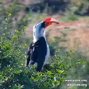 Name that bird! Who's the colorful-billed bird sighted on our live cam in South Africa? | explore.org