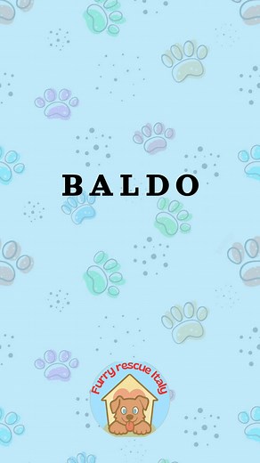 BALDO 🤍 - Born: January 2024 - Sex: Male - Size: Medium - Breed: Mix - Personality: very gentle, sweet and affectionate - Good with: people, dogs, cats Hi everyone! Let me introduce myself: my name is Baldo. I dream of a different life… one filled with love and safety.�I live on the streets, all alone. A kind lady sometimes brings me a handful of kibble, but she can’t keep me because her husband doesn’t want me. The neighbours threaten to call the dog catchers to send me to the shelter and some
