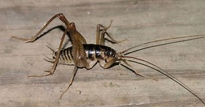 What are ,spider crickets?