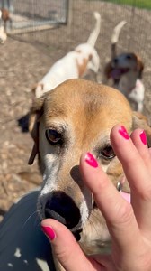 28K views · 764 reactions | Freegles!!!! Lemon freegles!!! Apply to adopt on our website. BeFreegle is located in the Mid Hudson Valley of NY. Approved applicants must travel to us. #retiredresearchbeagle #newleashonlife | BeFreegle Foundation | Facebook