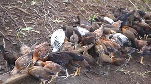 30K views · 3.2K reactions | Dinner 菱 | Twin Brothers Gamefarm | Facebook