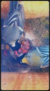 1.6K views · 68 reactions | Blue Tit Nesting Season | Baby Bird Bites | Facebook