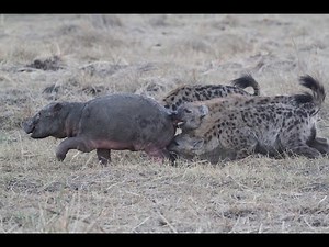 Baby Hippo in Trouble