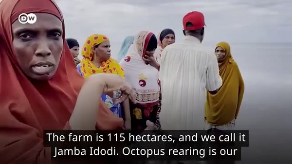 How Kenyan women are leading on sustainable fishing with their own octopus farm | East Africa Daily | Facebook