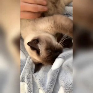 Weekend with the cats si Paolo | Mamua