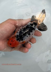 Beautiful Zhao’s Tancho Cow Ranchu 🥰🥰🥰 #zhaosfancies #zhaosfanciesgoldfishfarm #ranchu #cowranchu #fancygoldfish #goldfish #goldfishfarm | Zhao's Fancies Fancy Goldfish Farm