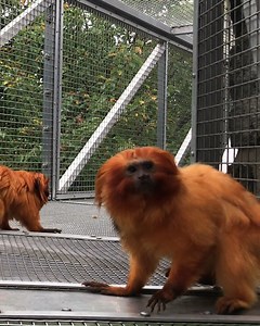 2.7K views · 123 reactions | This #WorldEnvironmentDay, we're highlighting how habitat restoration is key to protecting wildlife around the world.  North of Rio de Janeiro, Brazil, wildlife bridges inspired by our Zoo360 trails are being constructed to connect golden lion tamarin habitats. The Zoo is proud to continue to protect this species alongside our partners Associação Mico Leão Dourado and Save the Golden Lion Tamarin. 李 | Philadelphia Zoo | Facebook