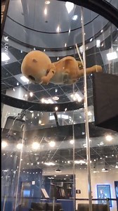 2M views · 19K reactions | You can almost hear the screams  | UNILAD | Facebook