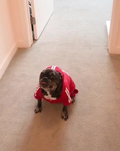 100K views · 2.5K reactions | whose dog does this??  | Jeff Wittek | Facebook