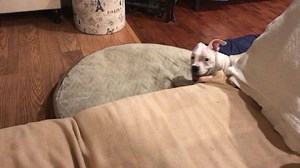 2.7K views · 450 reactions | Nubby is working on some skills when he is not practicing on his wheels. #nubbydogrules #skills #jump #love #bouncy #instagood #boxerworld #dog #couch #noboundaries #leap #watchme | Nubby Bowlin | Facebook