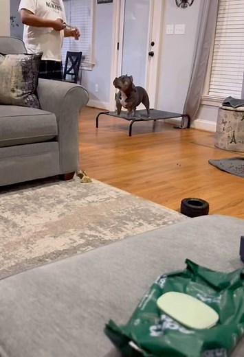 Happy Valentine’s Day. Sneak peak into Kobe’s world: First bone edition! Loved and spoiled by Charles and family, living his best bully life. Thank you for the update my friends. Block Bloodlines Kobe at 20 months Off of Big Meech x Big Booty Judy www.SoutheastBullyKennels.com #ValentinesDay #HappyValentinesDay #KobetheBully #Kobe #KobetheAmericanBully #AmericanBully #BlueTriAmericanBully #BlueTriPocketBully #PocketBully #ExtremeBully #SoutheastBullyKennels #BlockBloodline #BlockNation #BullyLif