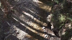 Japanese Makoto Toda Uncensored