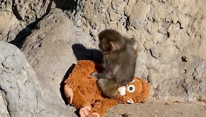Обезьянка со своей игрушкой