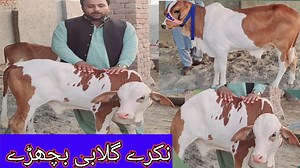 29K views · 2.2K reactions | ابلاغ نکرے بچھڑے بہت پیارے نسل کے ۔Cow Nogry .Abluk Cow .03368056786..03487174265.. | Sajawal Goat Farm | Facebook