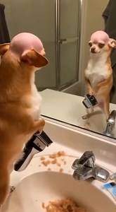 he just shave himself #ChihuahuaLove #ChihuahuaLife #ChihuahuaWorld #ChihuahuaPuppy #ChihuahuaOwners #ChihuahuaAdventures #ChihuahuaCommunity #ChihuahuaCuties #ChihuahuaFun #ChihuahuaFamily | Chichi Charlie