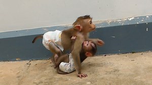 Wow Very Smart Jenna Carry Shusy Walking Around House To Find Mom | Monkey Dodo