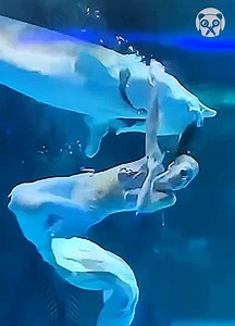 Mermaid gets bitten by giant fish in aquarium | Bored Panda Animals