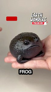 8K views · 218 reactions |  Meet the rain frog, also known as the...