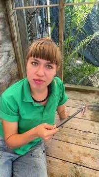 Desirae feeding Spike and Littlefoot inside their habitat