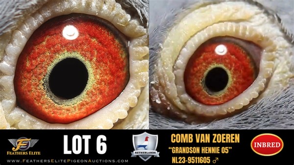 💥OPEN NOW FOR BIDS💥 THIS PIGEON IS IN THE NETHERLANDS LOT 6 GRANDSON HENNIE 05 NL23-9511605 ♂ BLUE CHEQUER COCK ORIGINAL COMB VAN ZOEREN SPECIAL PAIRING "BROTHER HENNIE" X "DAUGHTER HENNIE"! GRANDSON OF "OLYMPIC HENNIE" 1ST OLYMPIADE ALLROUND CHAMPION 2020/2021 GRANDSON AND INBRED OF SUPER BREEDERS "GIJS" X "GEANNE" https://www.featherselitepigeonauctions.com/auction/447/item/grandson-hennie-05-nl23-9511605-15567/ | Feathers Elite Pigeon Auctions