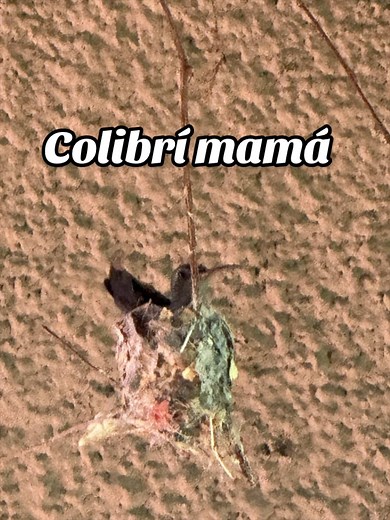 Mother Hummingbird Caring for Her Two Chicks