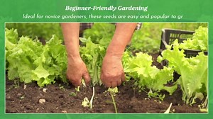 Romaine Parris White Cos Lettuce Seeds for Planting, Over 2,700 Seeds for Growing Indoors or Outdoors - Non-GMO, Heirloom – Woods Creek Seeds, Green