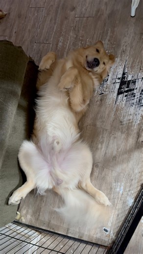 3.5K views · 184 reactions | Nacho Bear gets his tail waggling #dog #puppy #cute #cuteanimals #dogs | Goldens by Beacham | Facebook