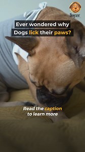  Curious about why our furry friends lick their paws? 樂 Save the...