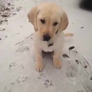 4.7K views · 170 reactions | Too cute. | Cute Animals | Facebook