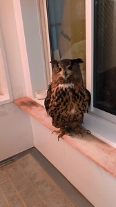 Be carefull Smart owl fighter bird🗯 #owl #owls #birds #owlsofinstagram #nature #bird #owllover #art #wildlife #owlstagram #owllovers #birdsofinstagram #owllove #owlobsession #naturephotography #wildlifephotography #owlart #birdphotography #animals #photography #owltattoo #barnowl #handmade #birdsofprey #owlphotography #owleyes #eule #best #owlsome #love | Smart Skills