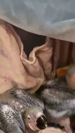 I cannot keep up… these Chonks are getting too warm in the brooder and have needed an upgrade to a larger container at room temperature (26C) . They have been amazing.. stretched out and asleep within 5 minutes of a feed. Chicks that are chilled ..will huddle together trying to keep warm.. and then crop emptying is delayed. 😱 🙁 They are growing so fast! Slow down kids.. I’m having difficulty keeping up!🤣🤣🤣👌❤️👌 | Macaws And More