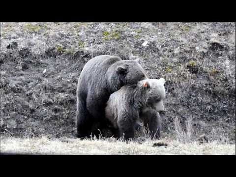 Mating Grizzly Bears