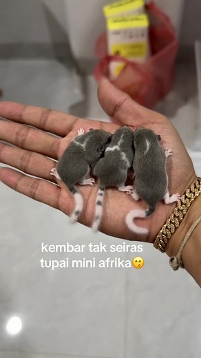 papadormice.mdn on TikTok