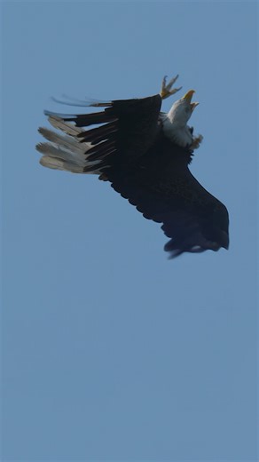 Bald eagle vs osprey! … it was actually closer than I would have liked it to be , was very hard to get one bird in frame forget about both !!! ..#Sony #sonyalpha #sonyphotography #sonyprousa #natgeo #natgeoyourshot #natgeowild #eagles #baldeagles #usa #birdsofprey #predator #birds #wildlife #wildlifephotography #natgeowildlife #birdsofinstagram #birdwatching #wildanimals #wildlifeplanet #naturelovers #naturephotography #bbcearth #natgeowildlife #wildlifeconservation | Mike J Dukarm
